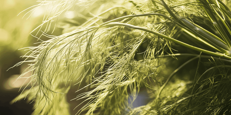 Delicate Fennel Fronds For Airy Height