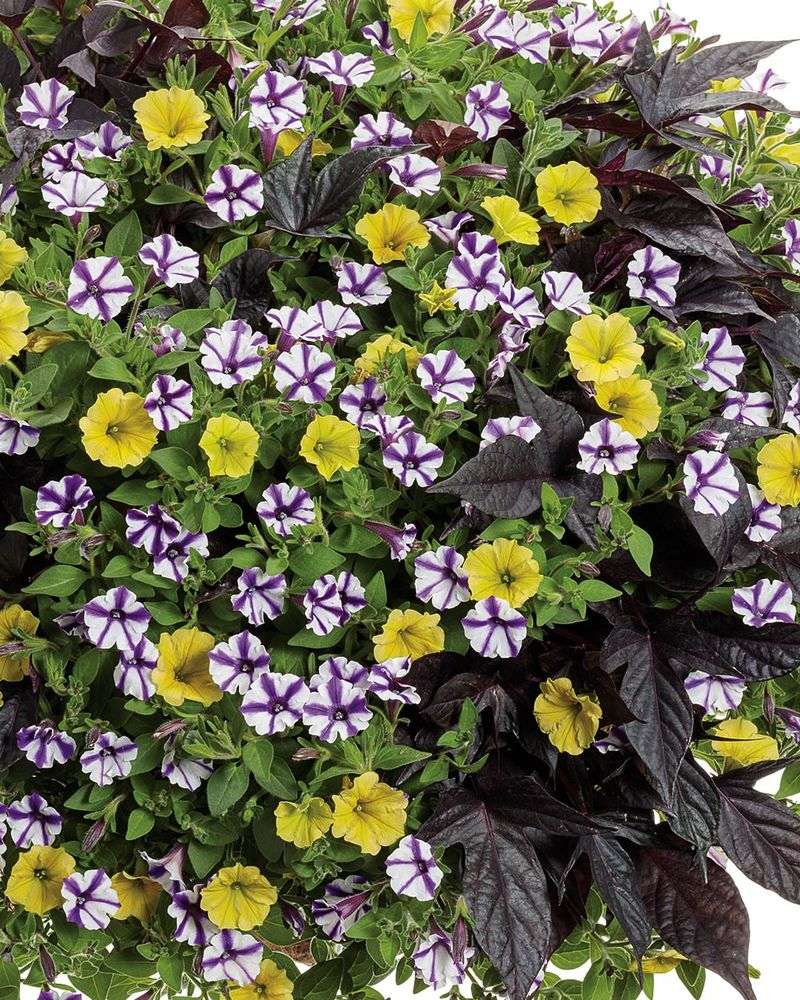 Limoncello Petunia