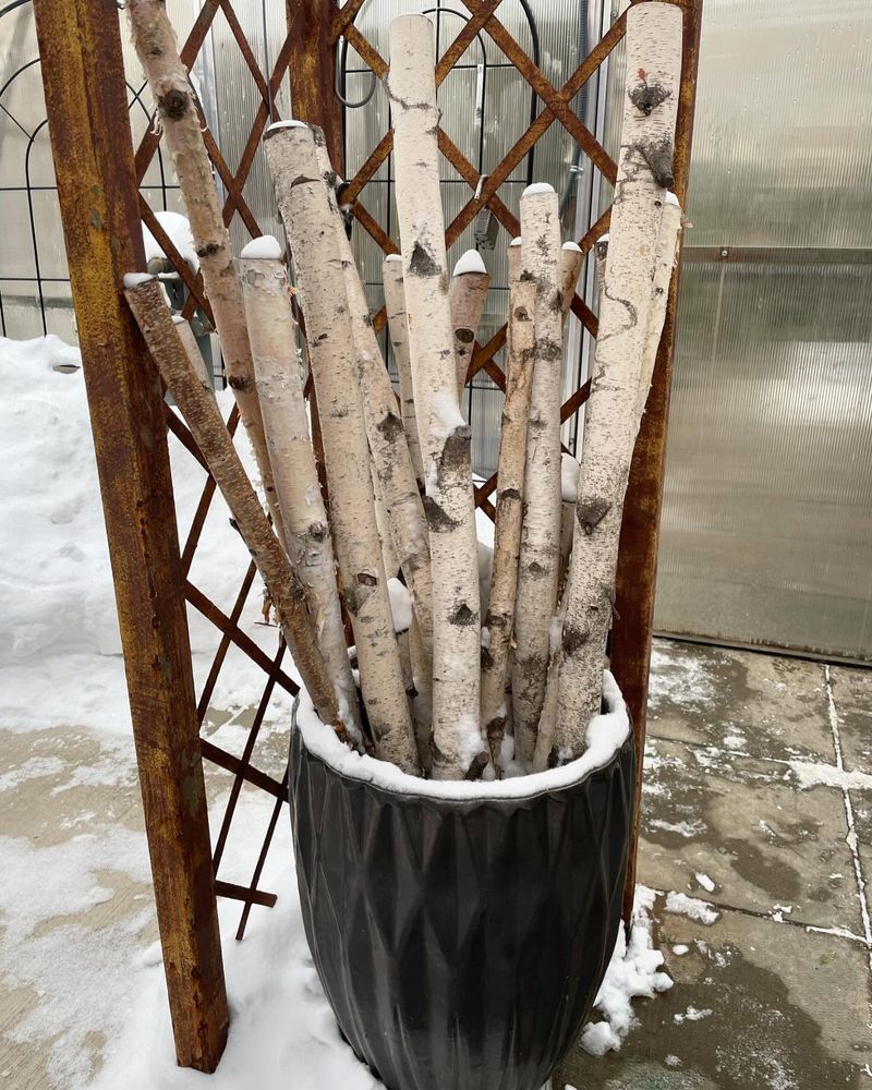 Birch Branch