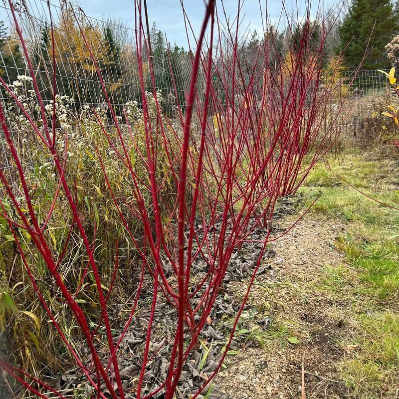 Four-Season Twig Corner