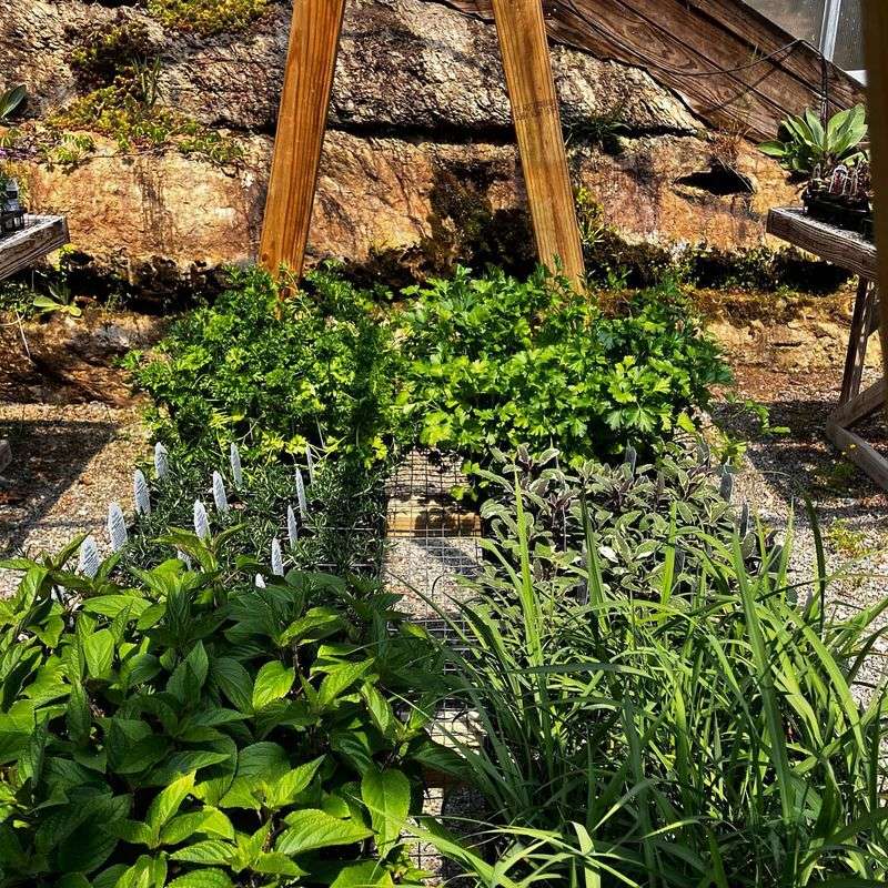 Herbs Double as Landscape Plants
