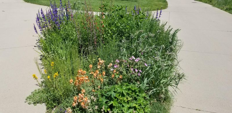 Morning Watering Schedule