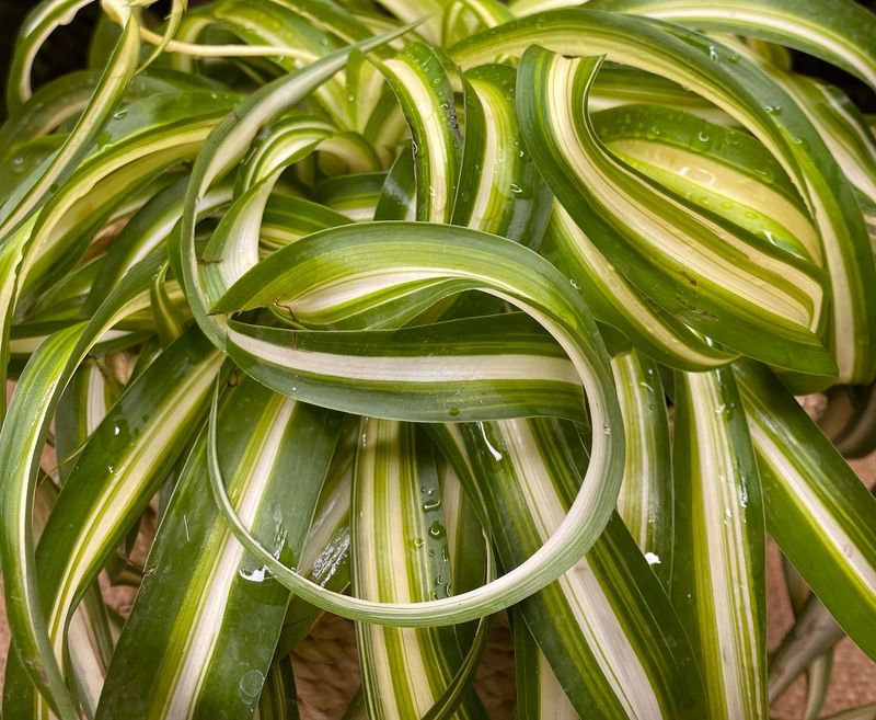 Yellow Leaves Starting From Bottom