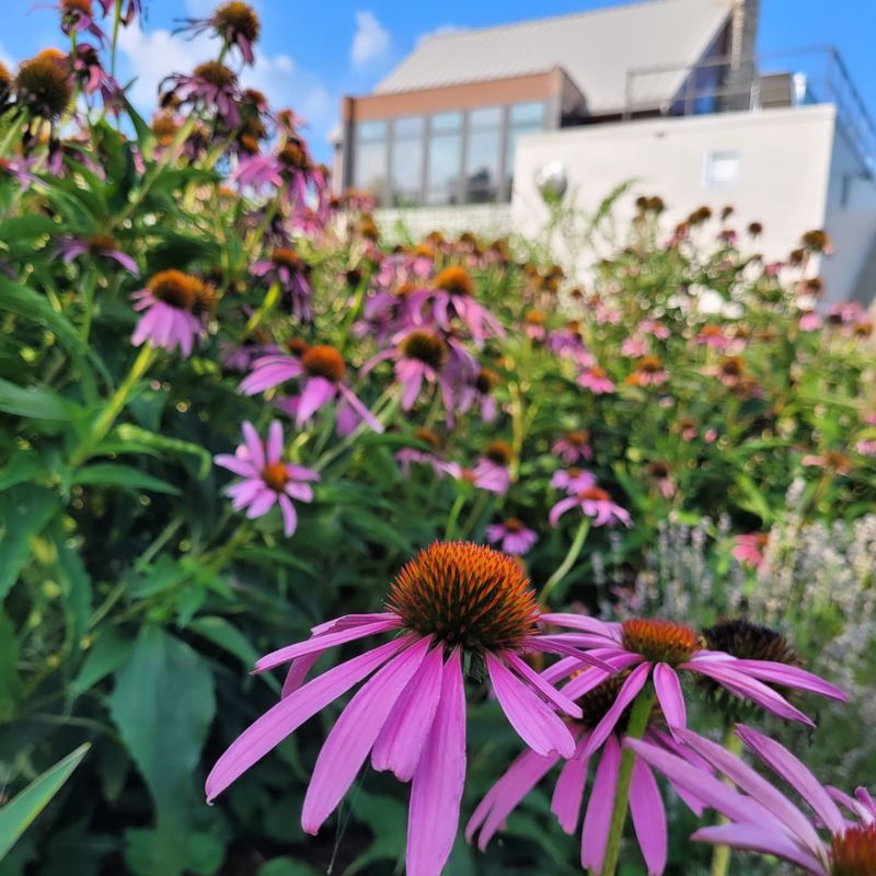Reliable Purple Coneflower Feeds Wildlife