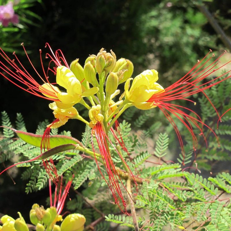 Native Desert Survivor