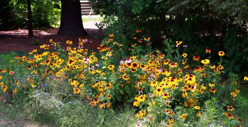Create Your Own Fall Color Show