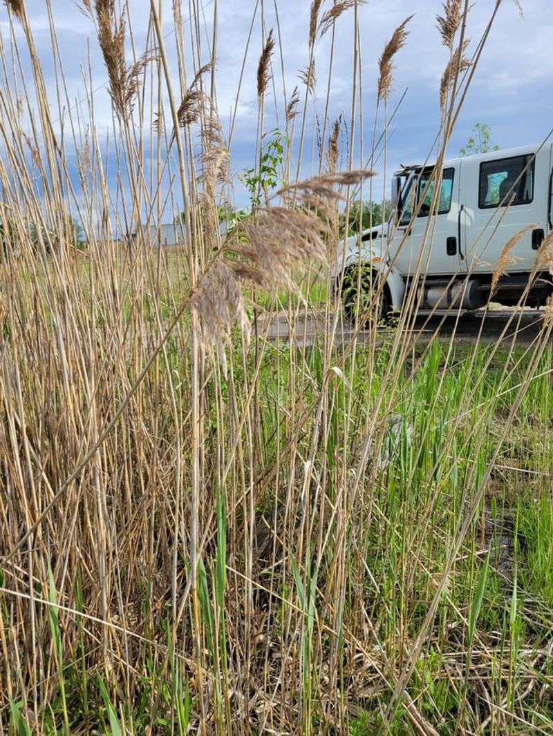 Natural Weed Suppression