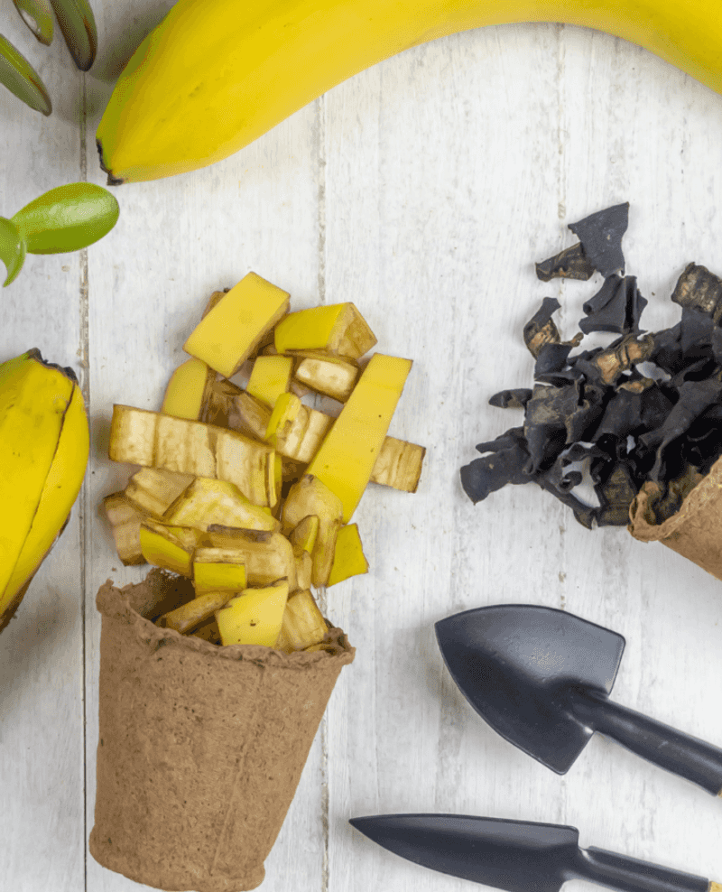 Natural Pest Deterrent For Indoor Gardens