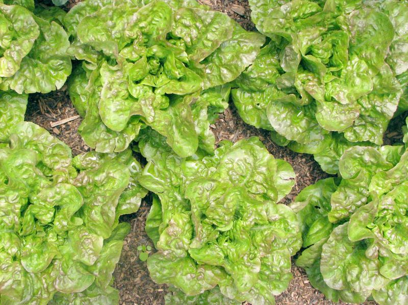 Fall Lettuce