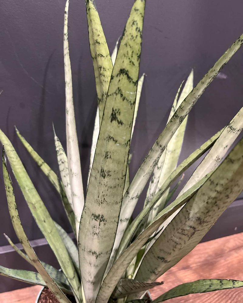 Thrives In Montana's Low Light Winters