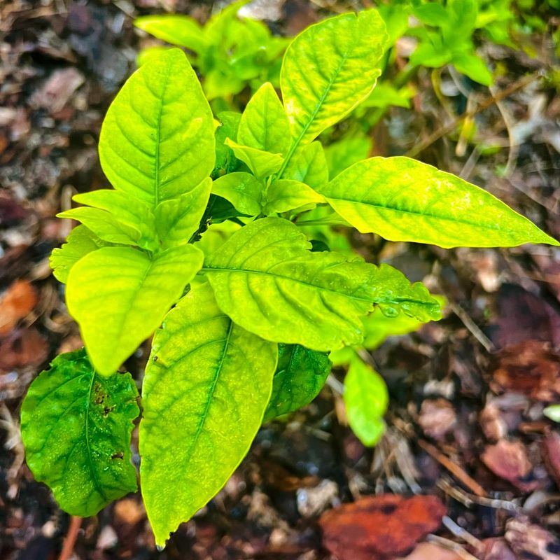 Nutrient Deficiency Symptoms