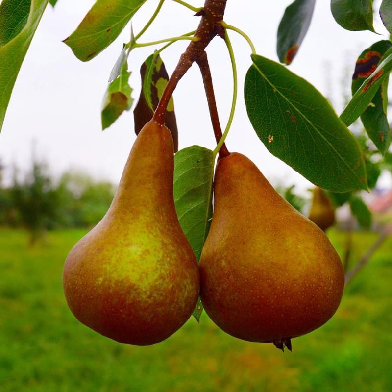 Heirloom Pears