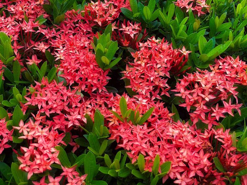 Tropical Flowering Shrubs