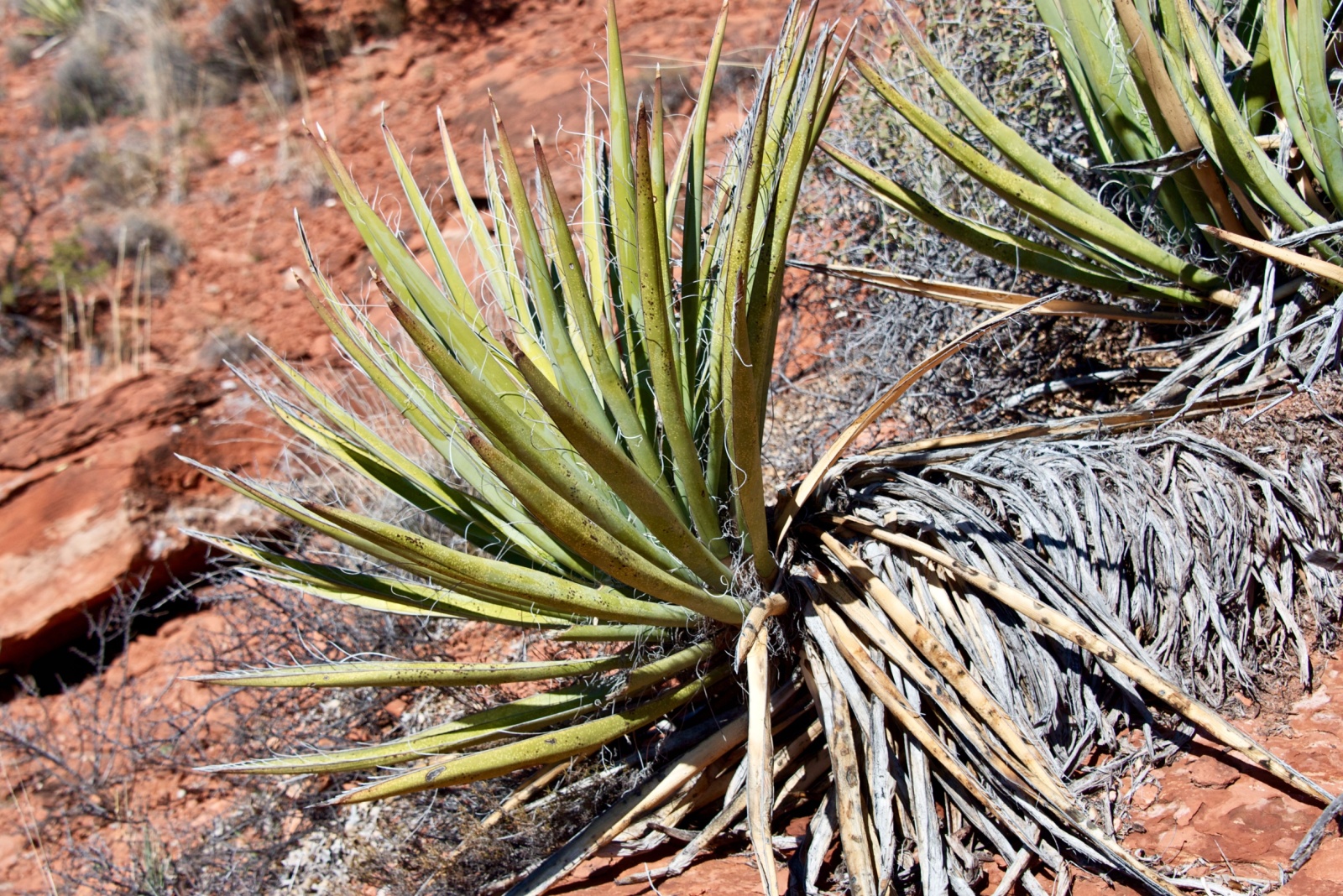 Drought-Tolerant Plant Combinations For Arizona Gardens In September