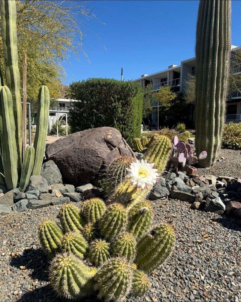 Desert Sunset Duo