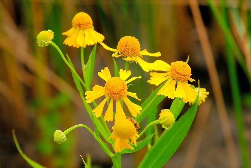 Nectar-Rich Buffet