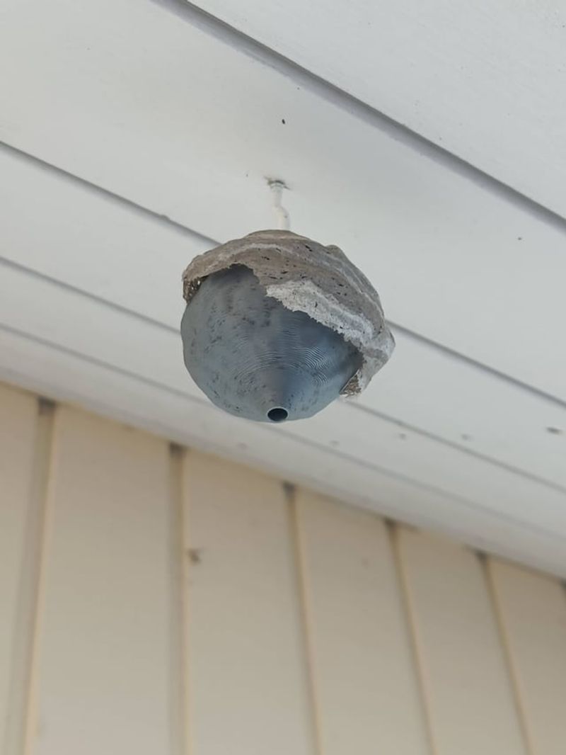 Fake Wasp Nest Decoys