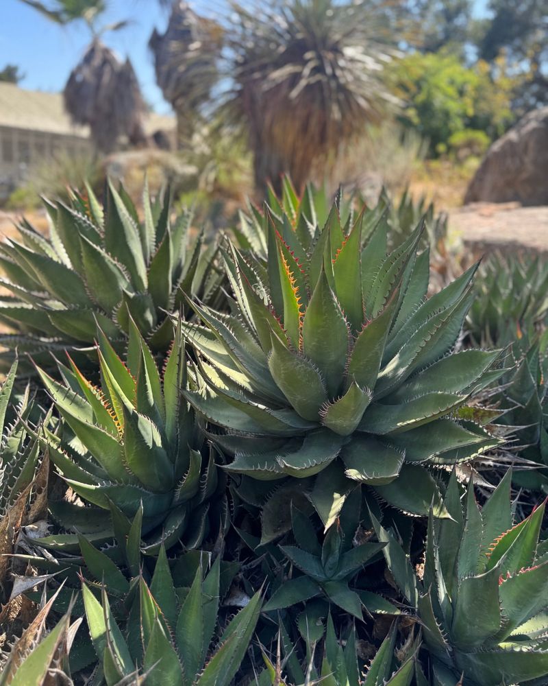 Shaw's Agave