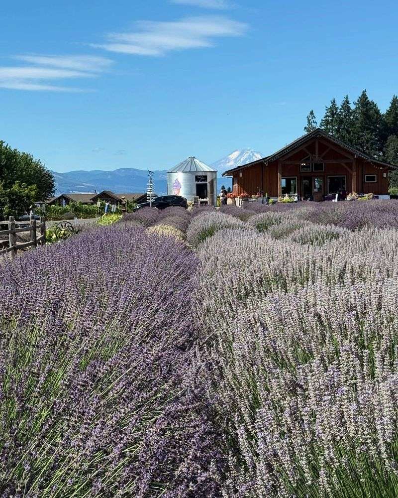Joseph's Mountain Lavender Haven