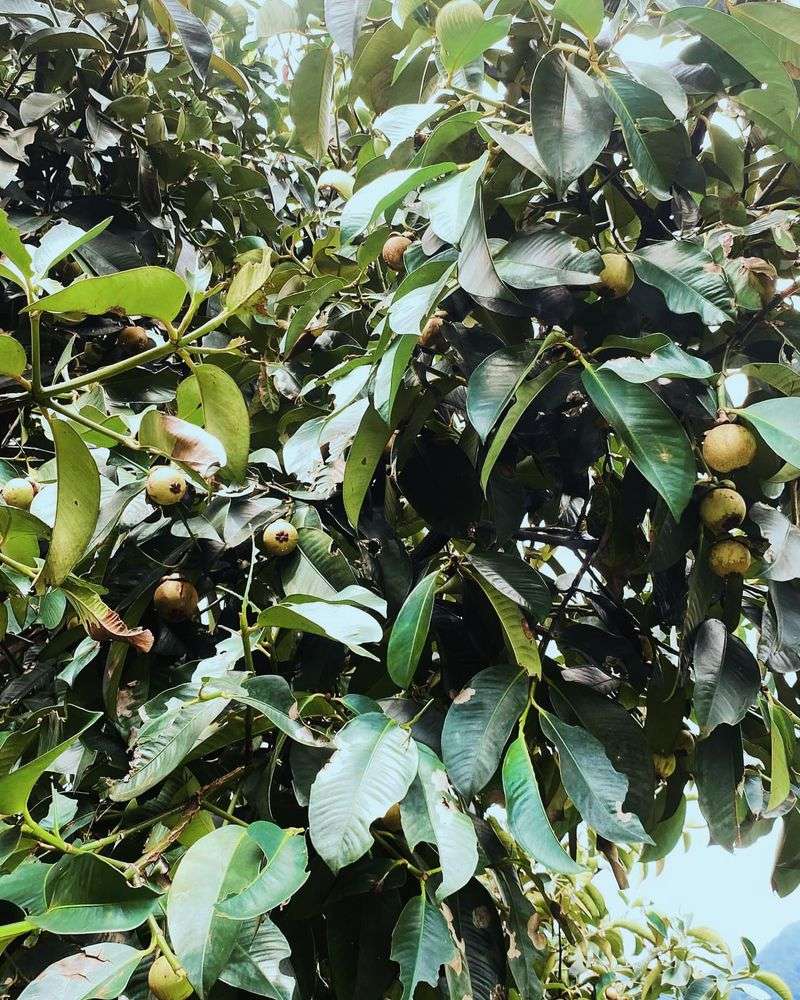 Mangosteen