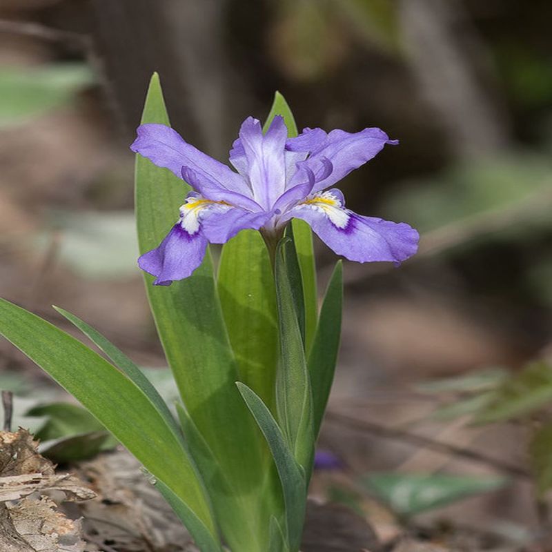 Crested Iris