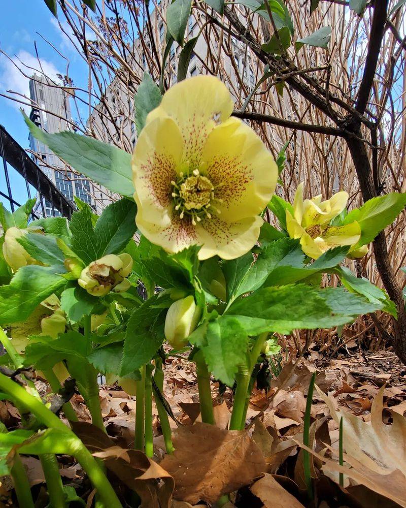 Hellebores