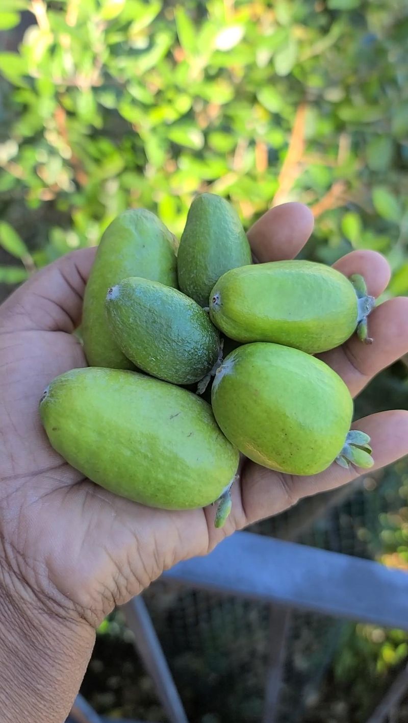 Pineapple Guava