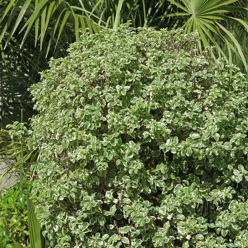 Pittosporum (Pittosporum tobira)