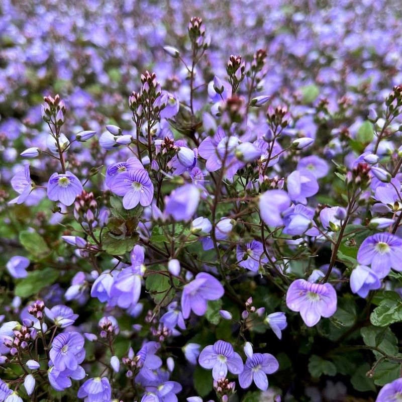 Veronica 'Waterperry Blue'