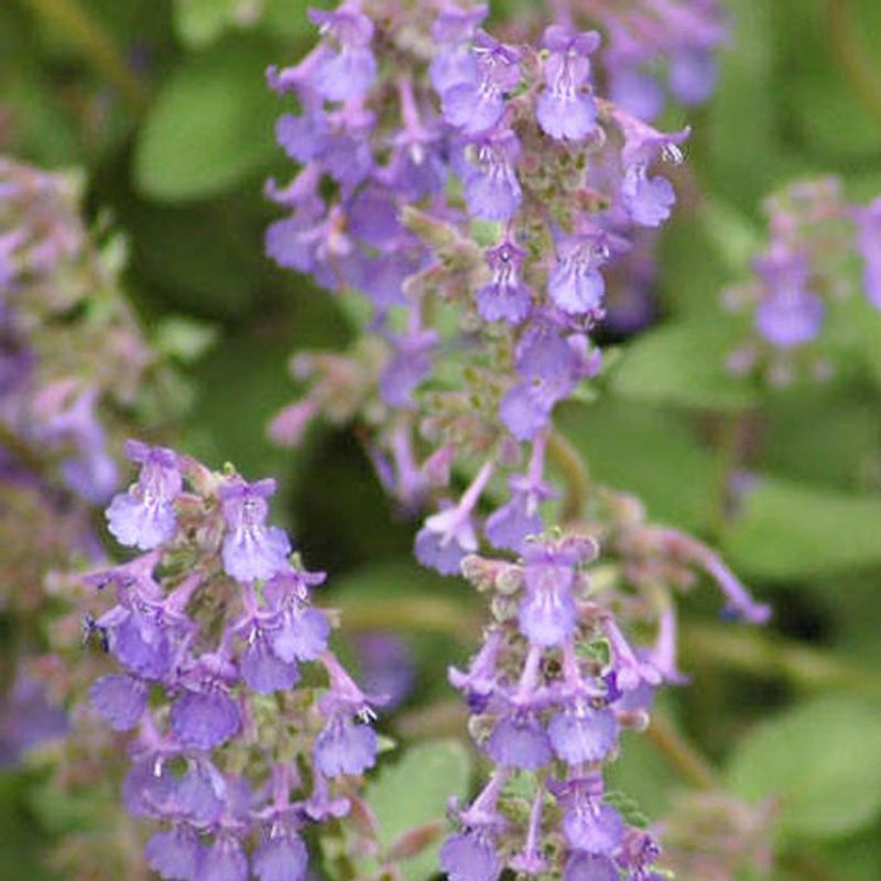 Compact Catmint 'Little Titch'