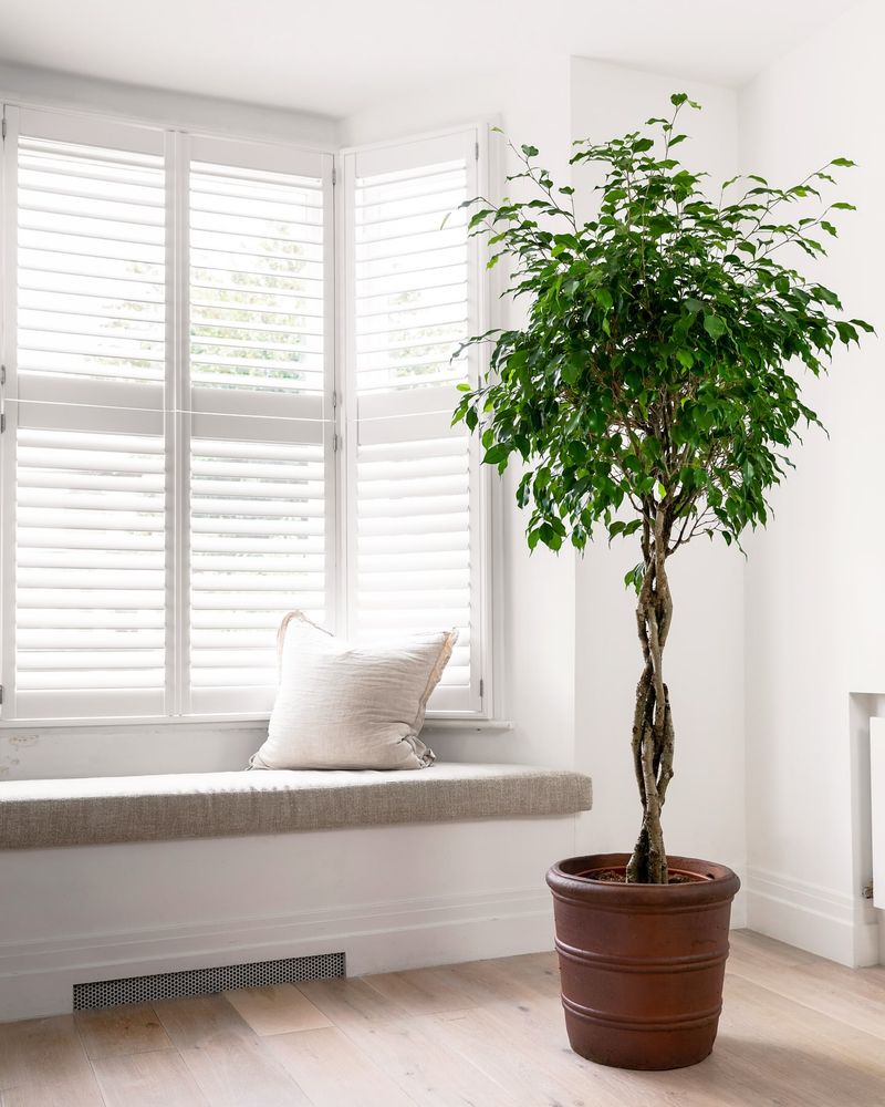 Weeping Fig: Graceful Air Improver