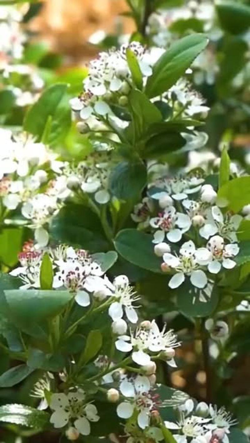 Chokeberry