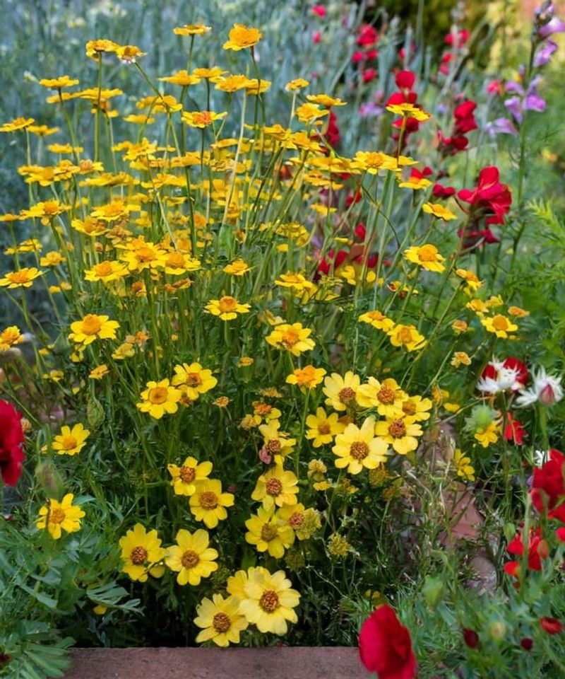 Coreopsis 'Moonbeam'