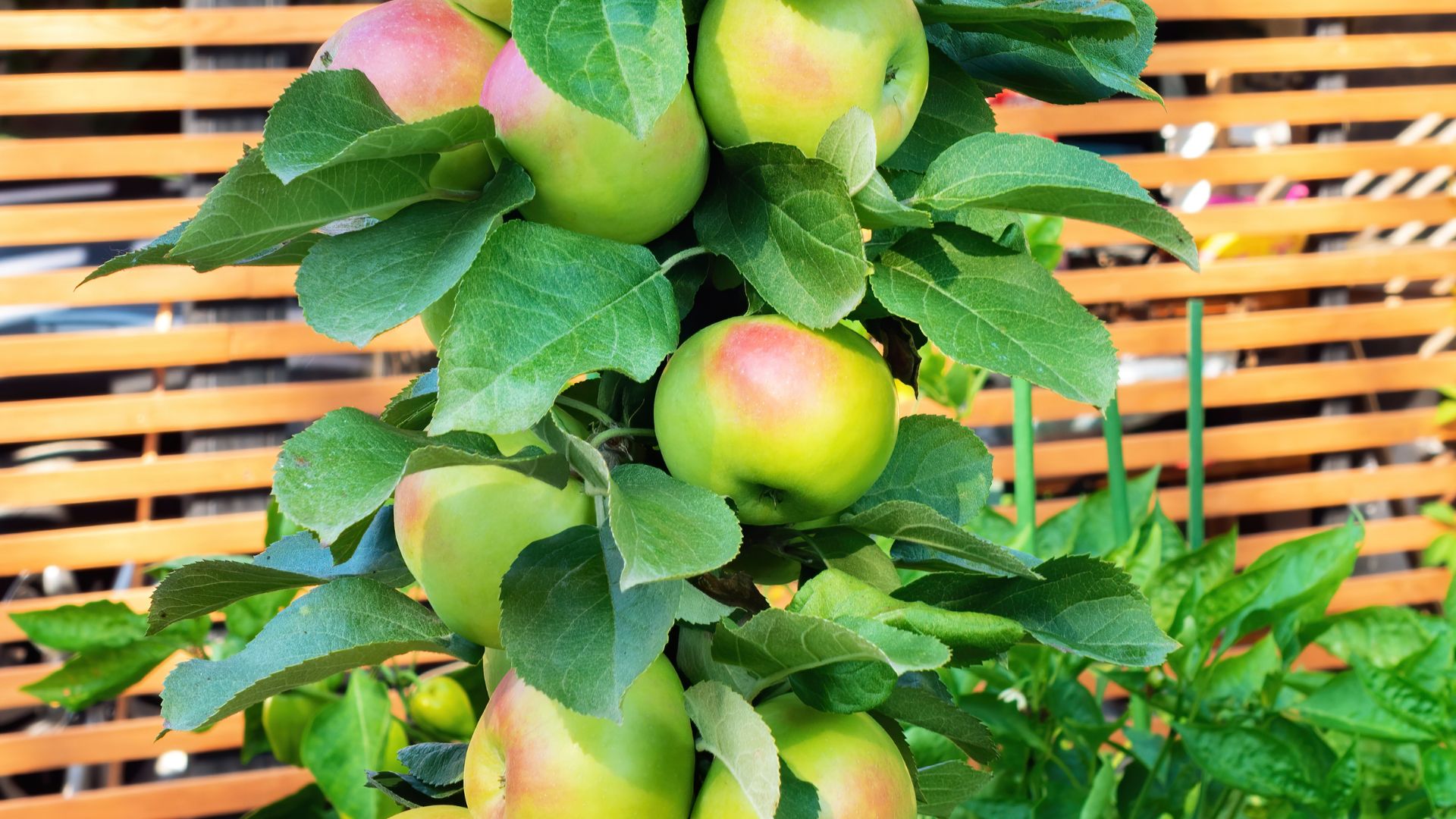 Columnar Apple