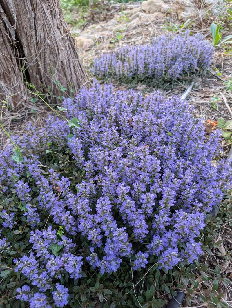 Ajuga 'Chocolate Chip'