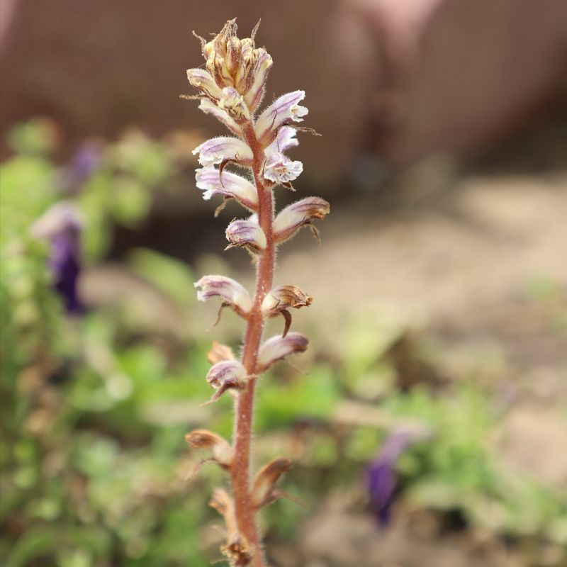 Broom-rape (Orobanche minor)