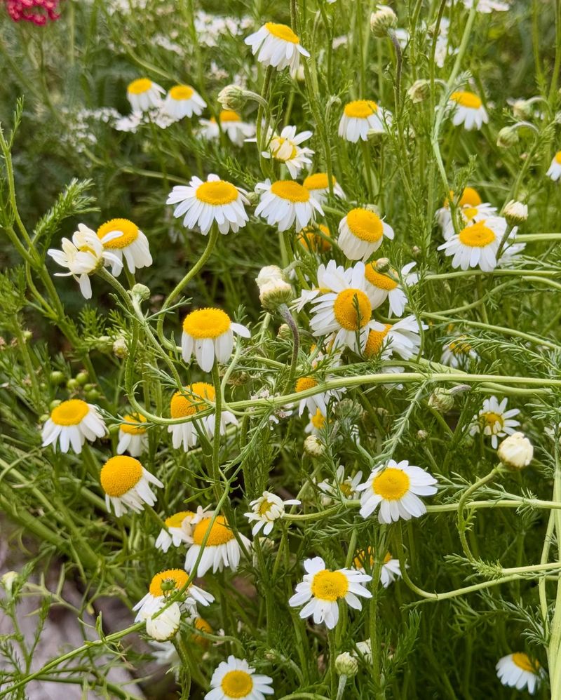 Roman Chamomile