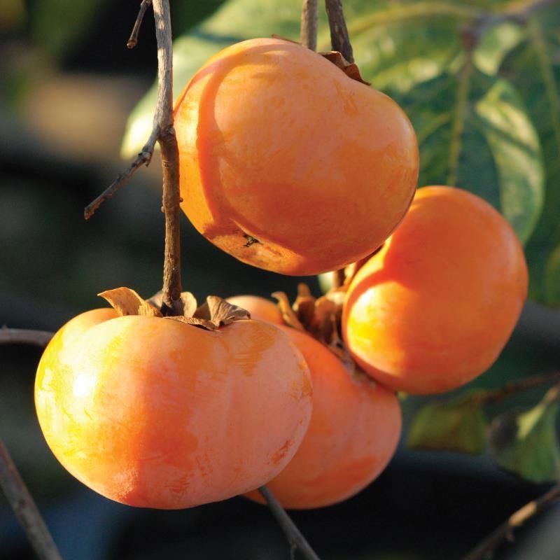 Petite Persimmon