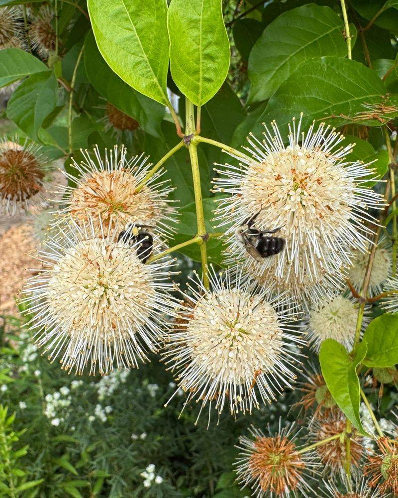 Buttonbush (Cephalanthus occidentalis)