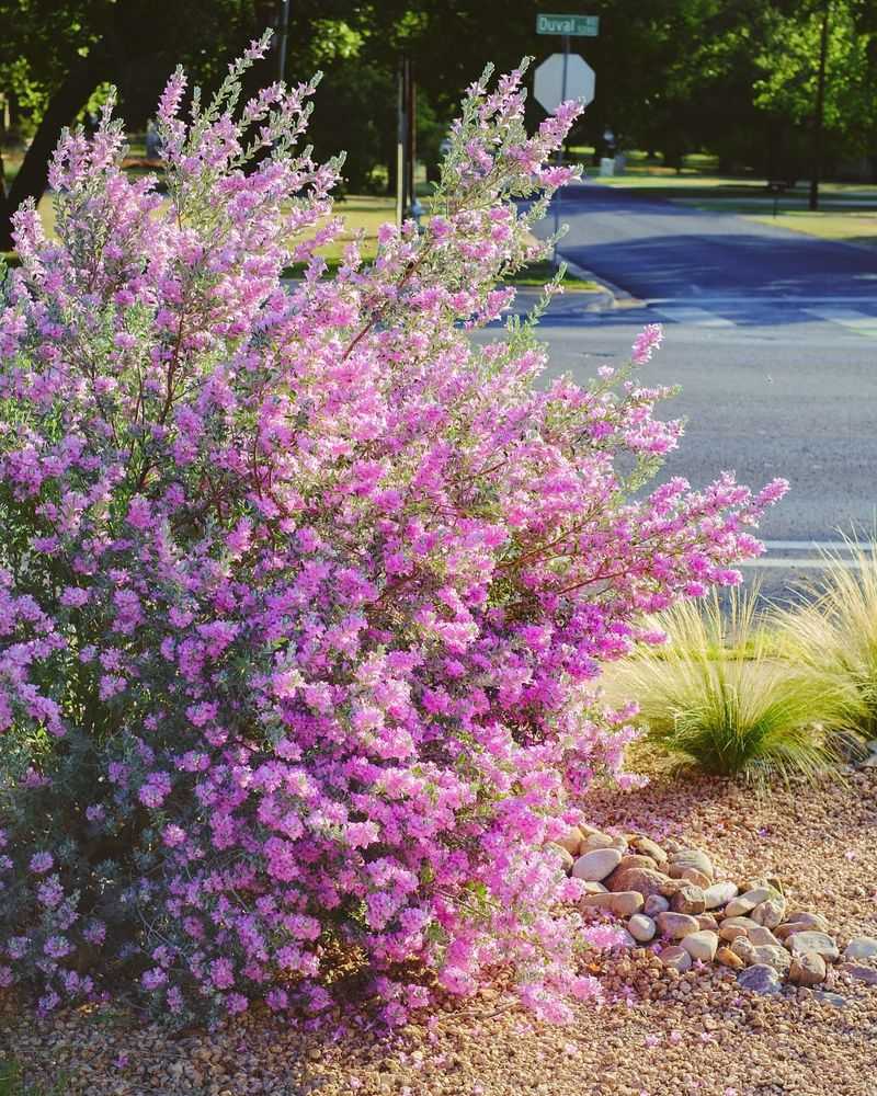 Texas Sage Purple Cloud