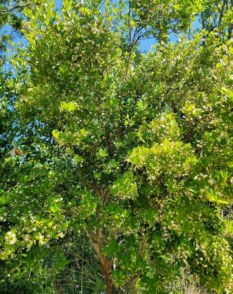 Simpson's Stopper (Myrcianthes fragrans)