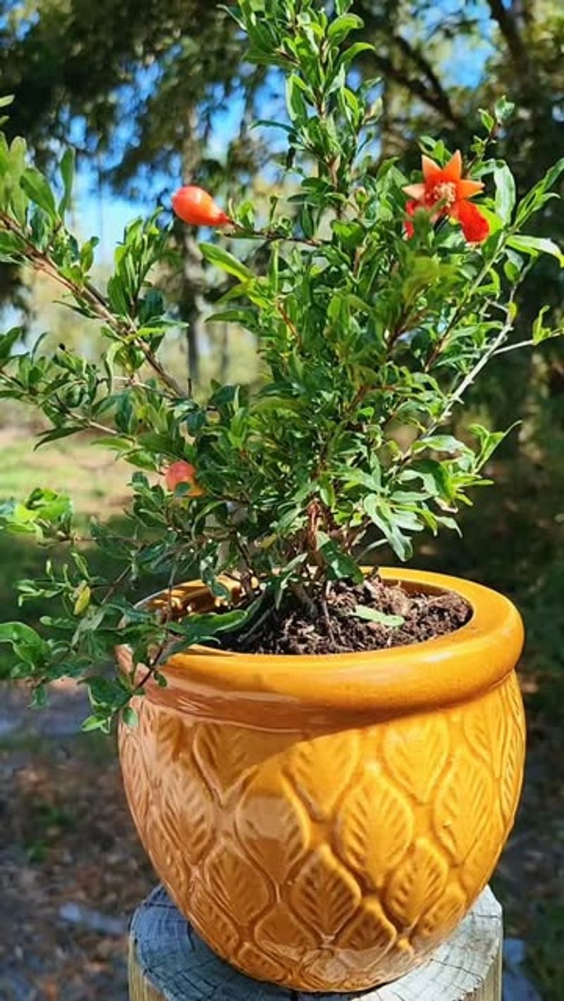 Miniature Pomegranate