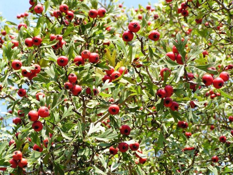 Hawthorn