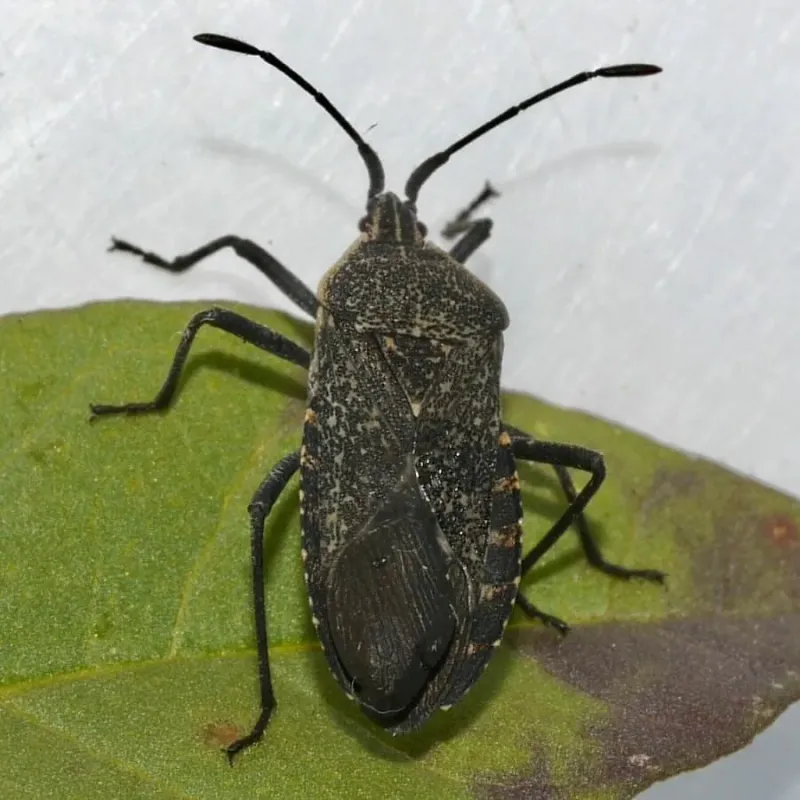 Squash Bug Infestation