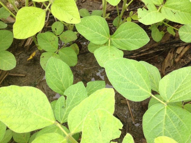 Thin, Spindly Stems
