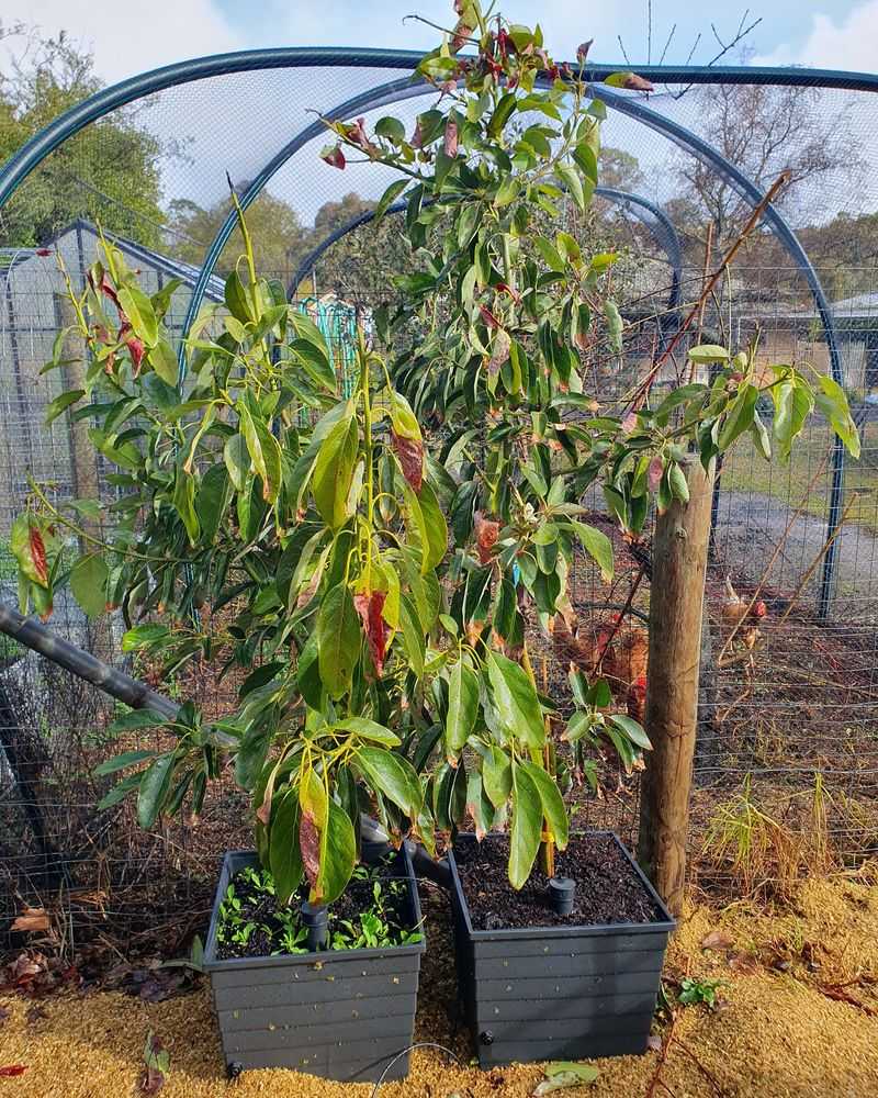 Winter Root Development
