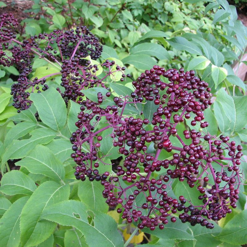 Native Berry Establishment