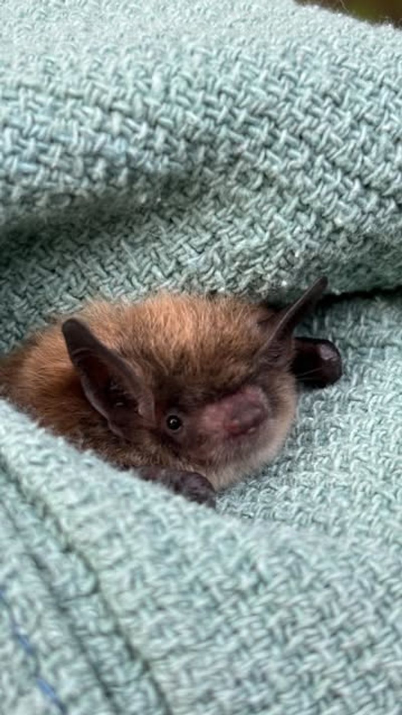 Little Brown Bat