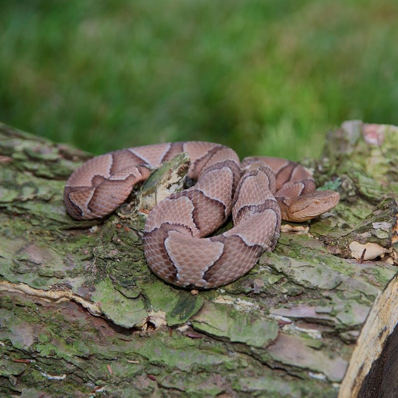 Northern Copperhead Snake