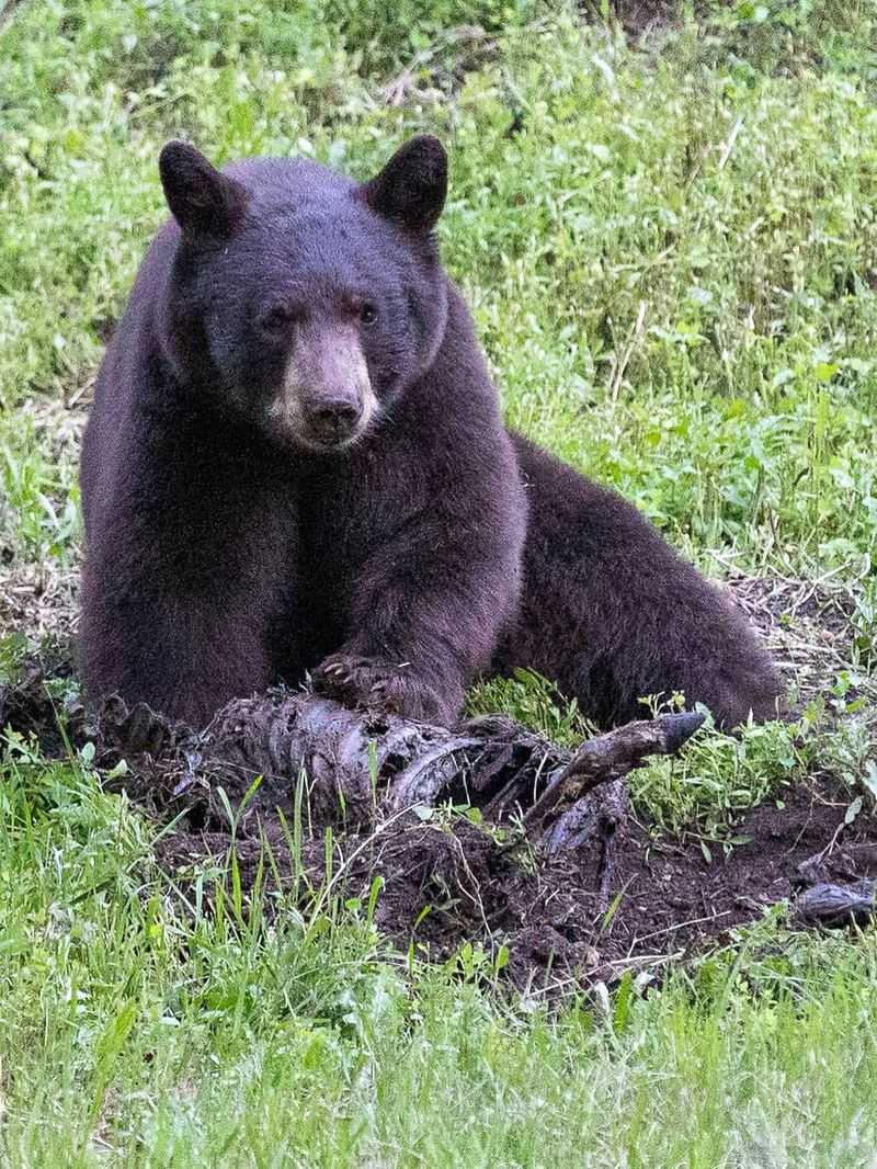 Black Bears: Unexpected Urban Giants
